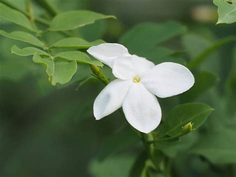 茉莉花種類|ジャスミン (茉莉花)の種類｜それぞれの写真や花の特徴、香りや 